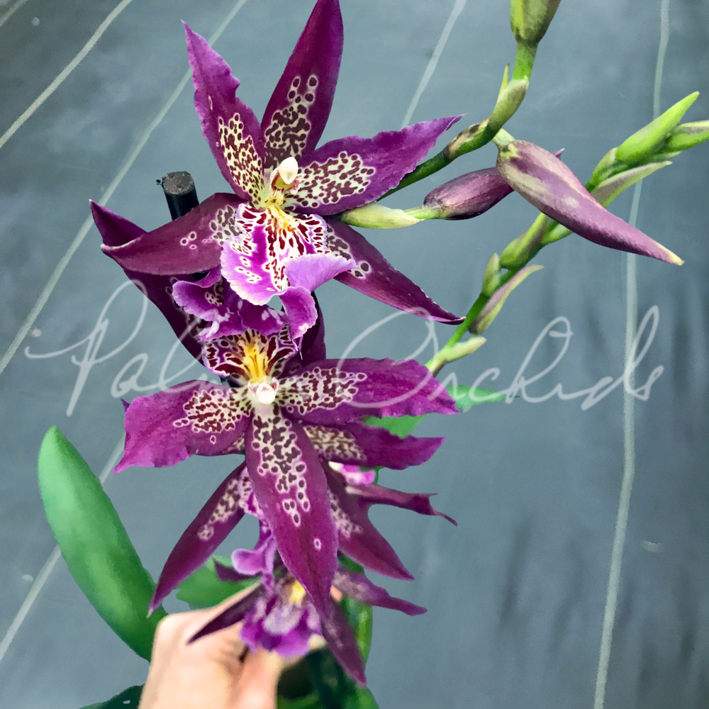 Alcra. Marfitch 'Howard's Dream' AM/AOS — Palmer Orchids